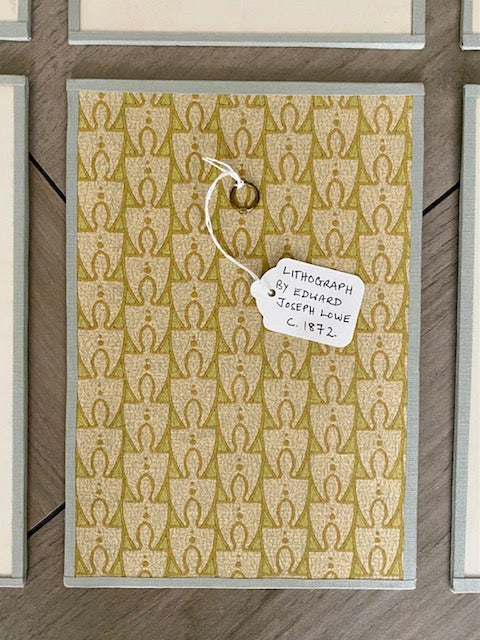 Set 6 Antique Botanical Lithographs