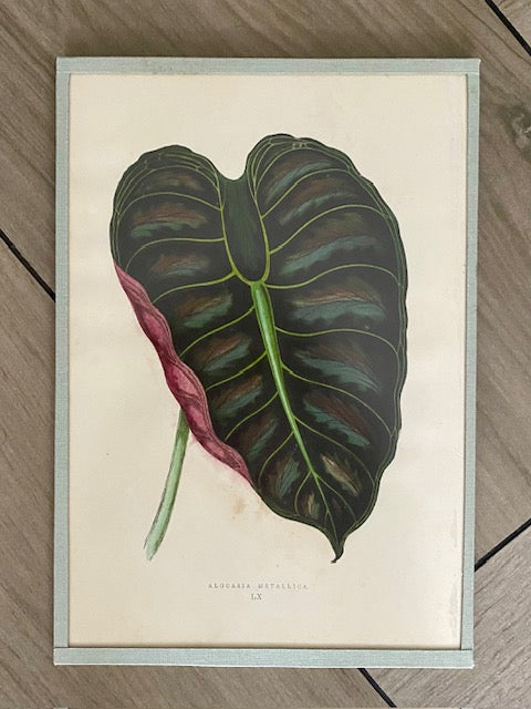 Set 6 Antique Botanical Lithographs