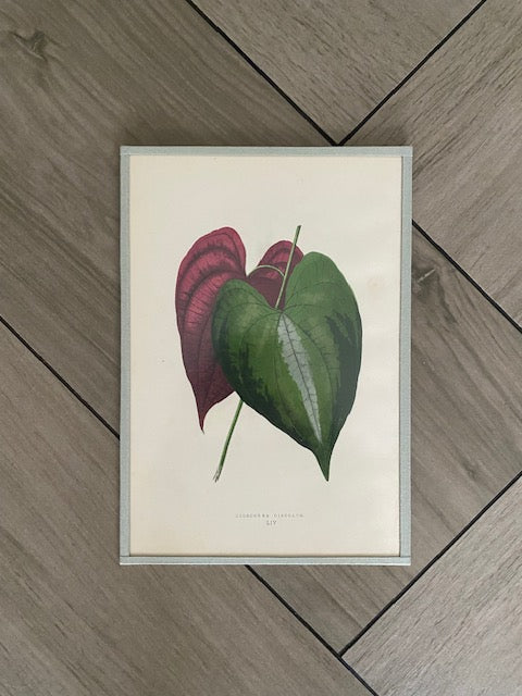 Set 6 Antique Botanical Lithographs