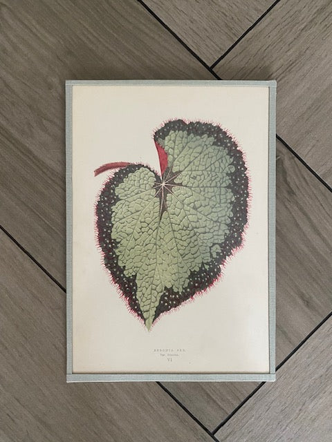 Set 6 Antique Botanical Lithographs