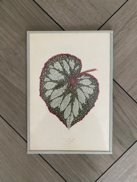Set 6 Antique Botanical Lithographs
