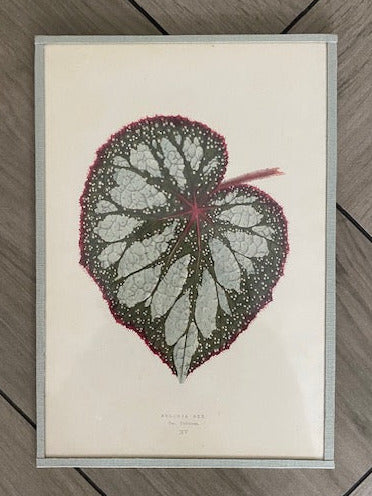 Set 6 Antique Botanical Lithographs
