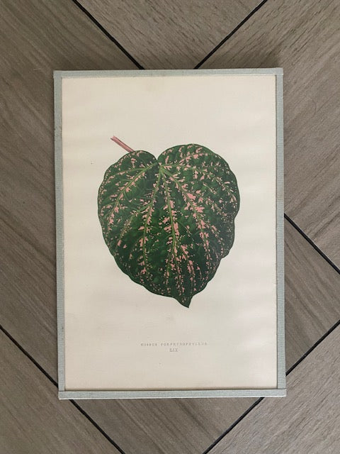 Set 6 Antique Botanical Lithographs