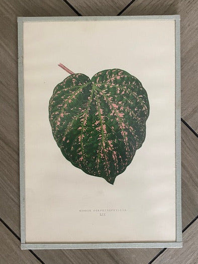 Set 6 Antique Botanical Lithographs