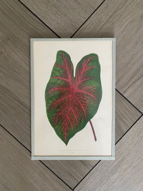 Set 6 Antique Botanical Lithographs