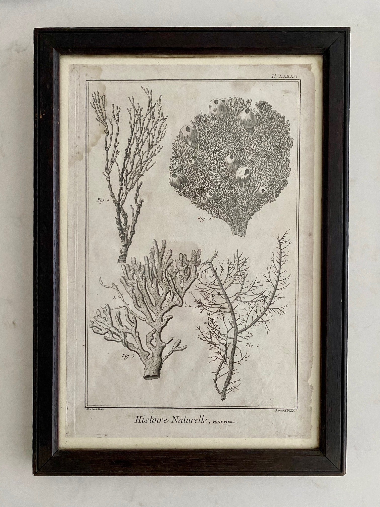 SET 6 ANTIQUE FRENCH CORAL ETCHINGS