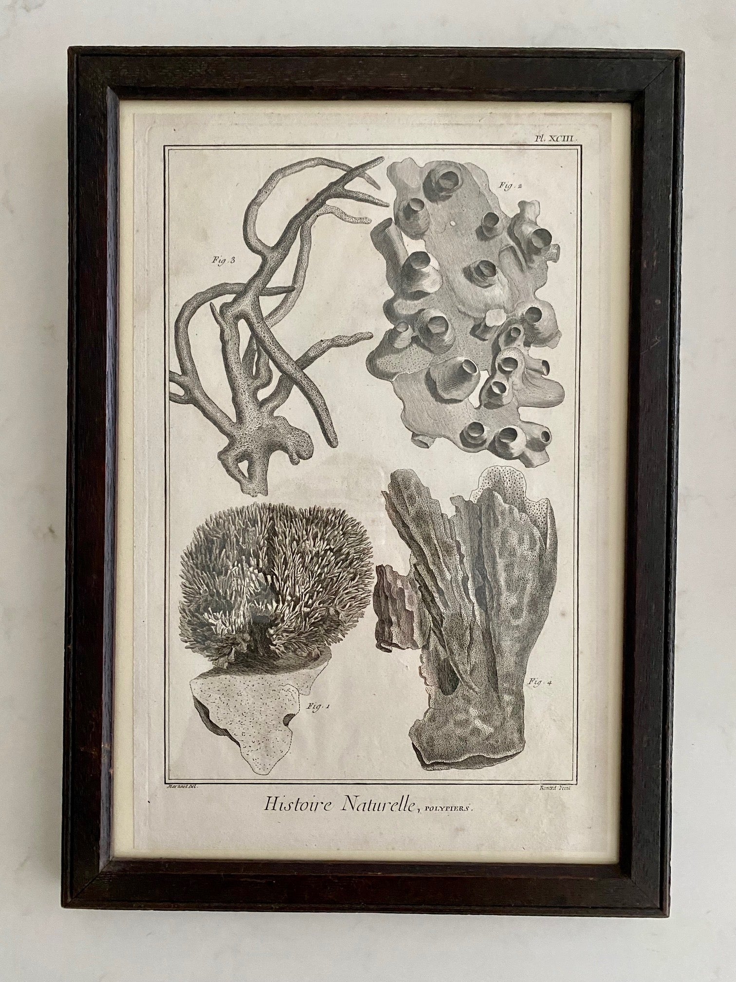 SET 6 ANTIQUE FRENCH CORAL ETCHINGS