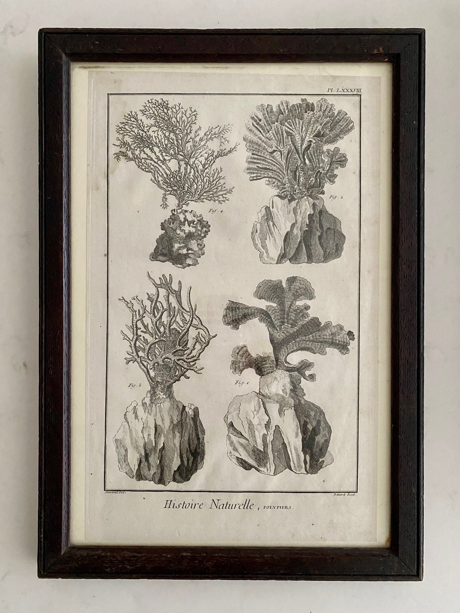 SET 6 ANTIQUE FRENCH CORAL ETCHINGS