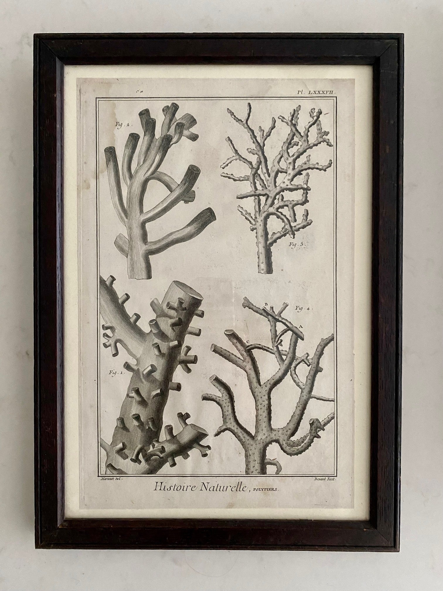 SET 6 ANTIQUE FRENCH CORAL ETCHINGS