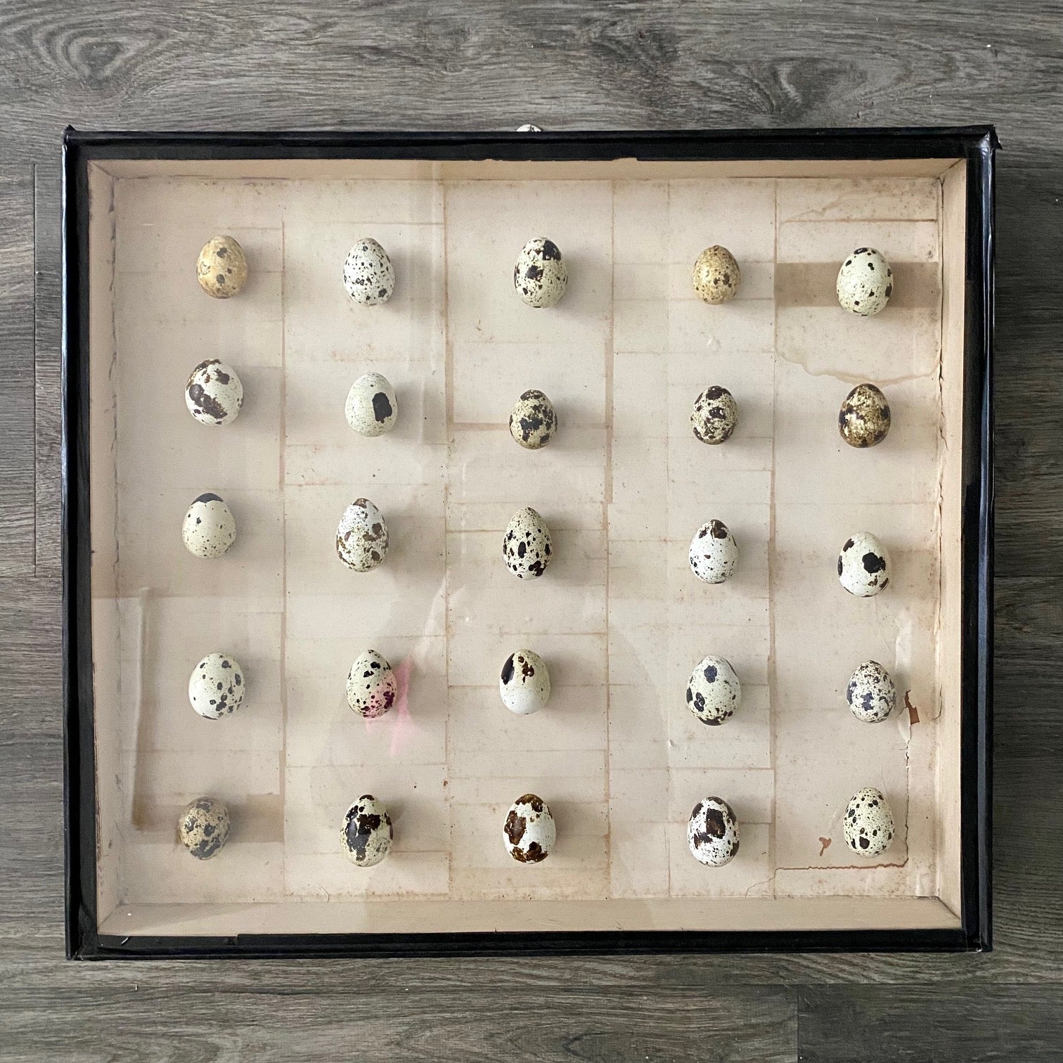 VINTAGE BOXED BIRDS EGGS