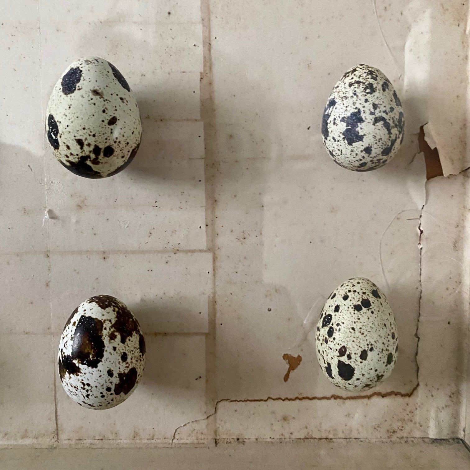 VINTAGE BOXED BIRDS EGGS