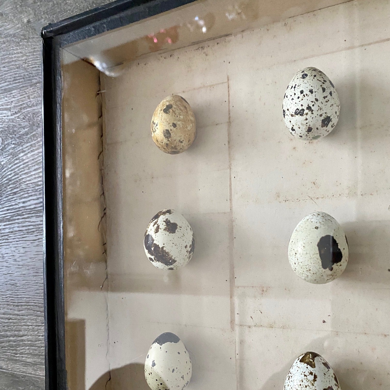 VINTAGE BOXED BIRDS EGGS