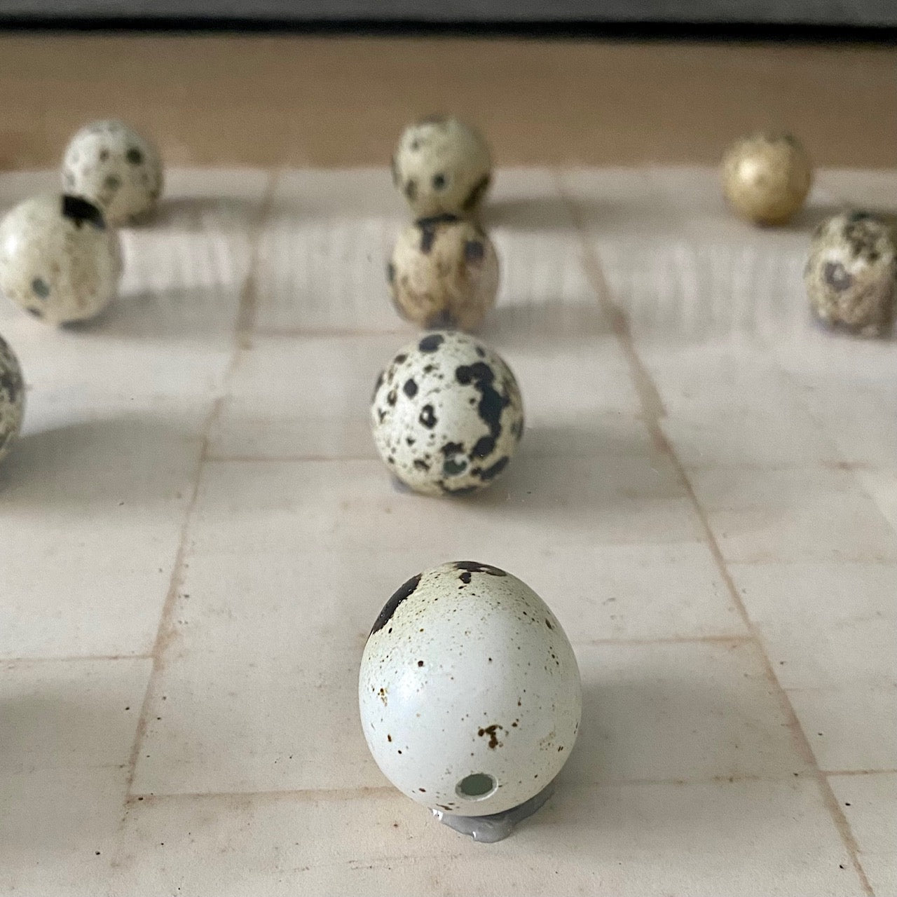 VINTAGE BOXED BIRDS EGGS