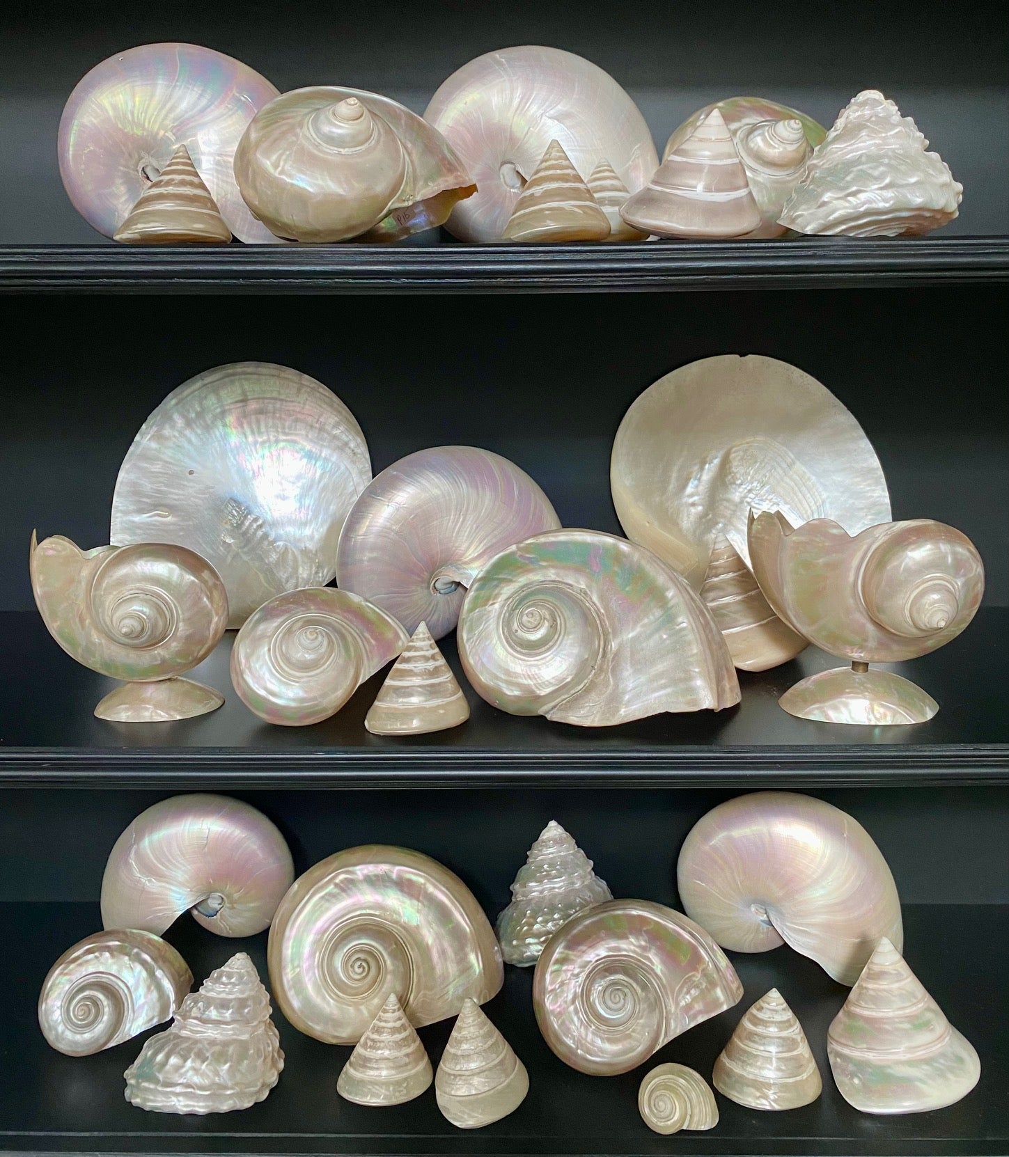 Collection of Mother of Pearl Shells V68