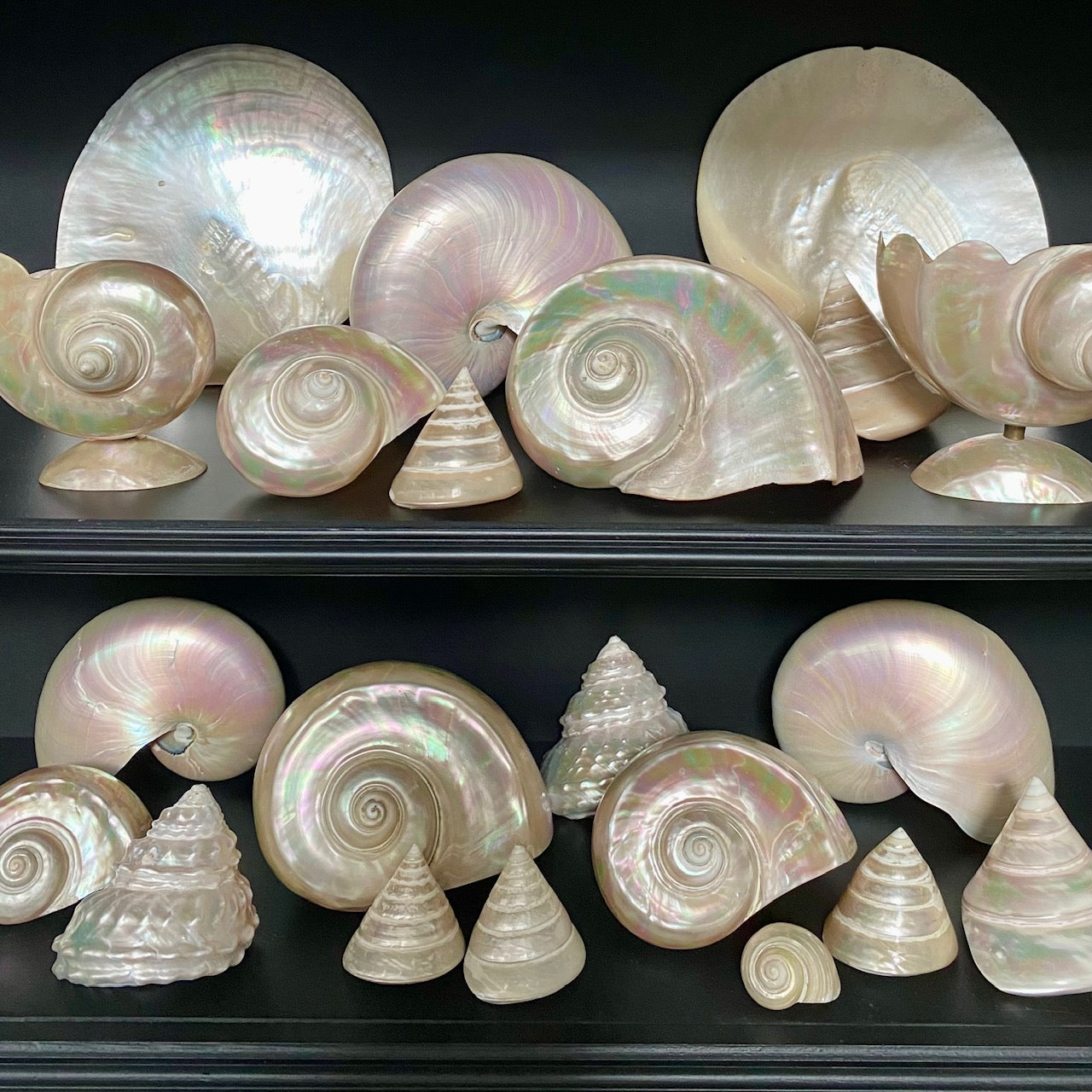 Collection of Mother of Pearl Shells V68