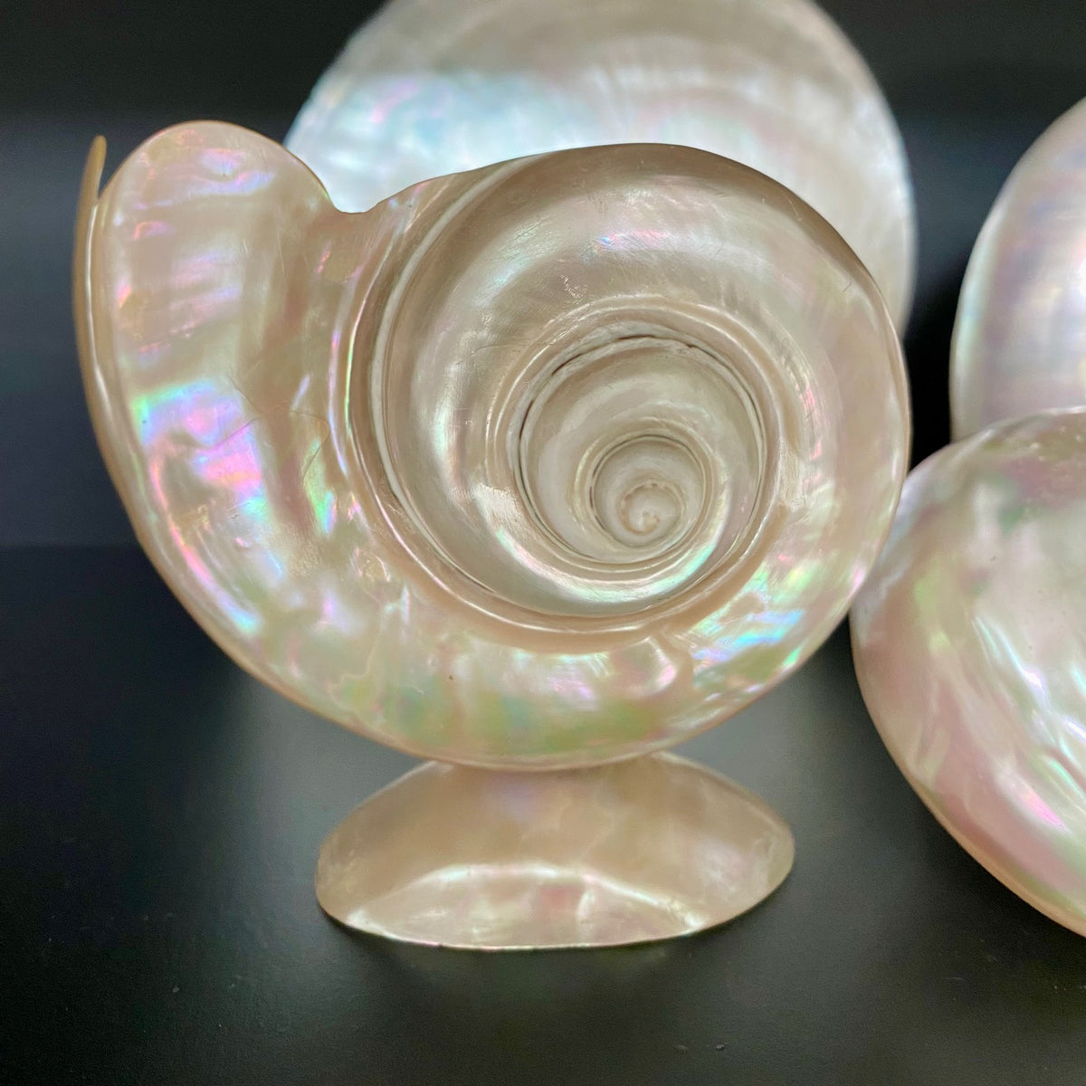 Collection of Mother of Pearl Shells V68