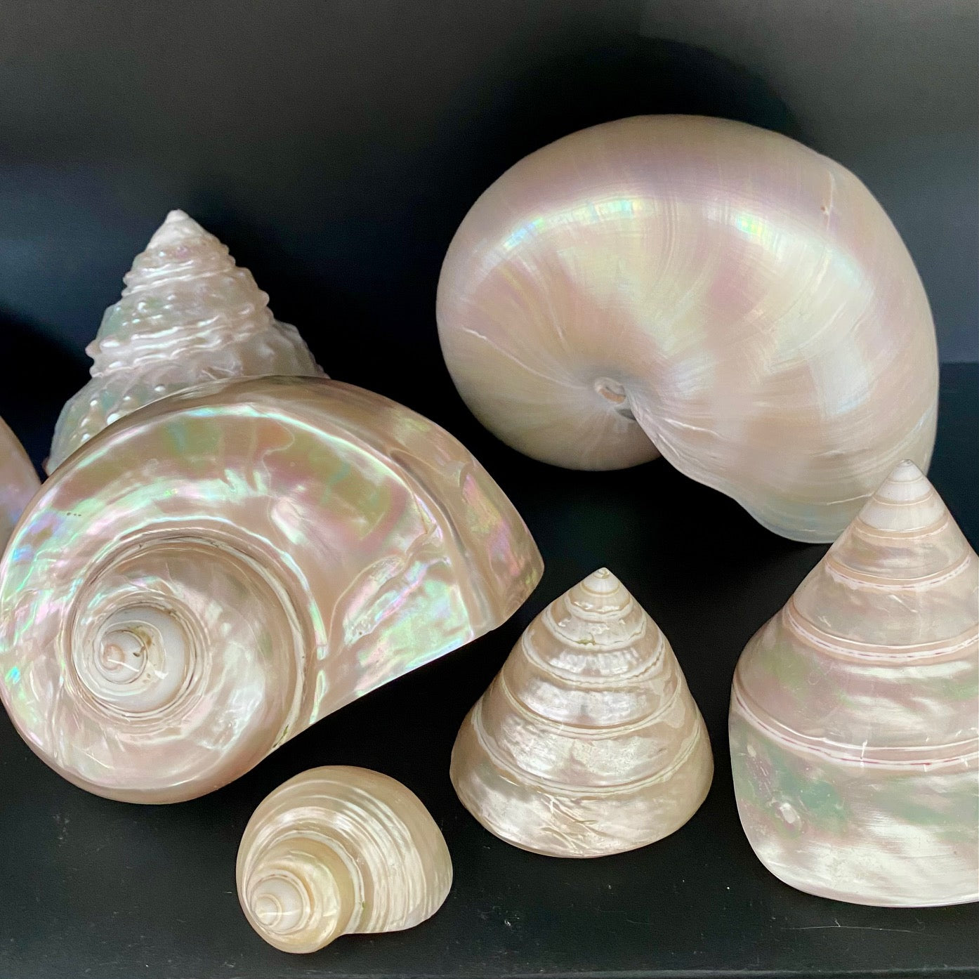 Collection of Mother of Pearl Shells V68