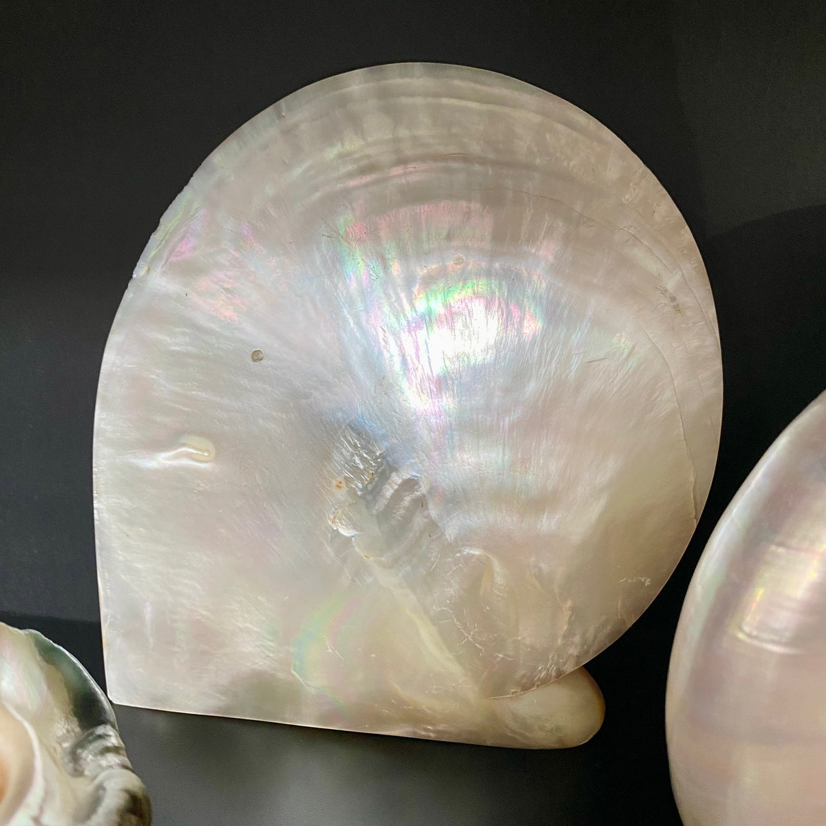 Collection of Mother of Pearl Shells V68