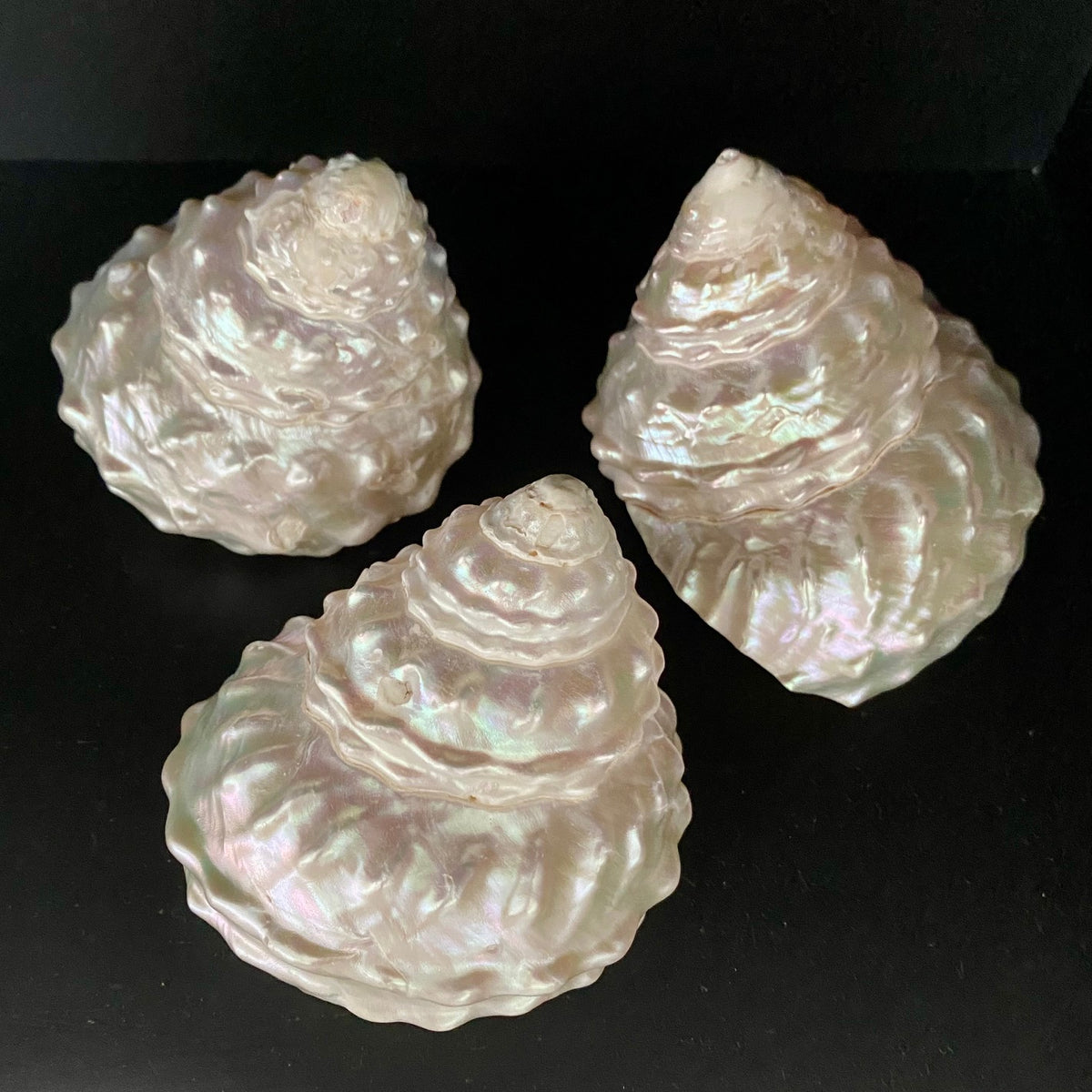 Collection of Mother of Pearl Shells V68