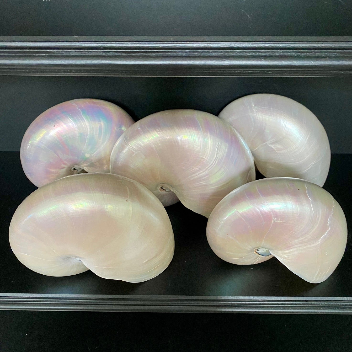 Collection of Mother of Pearl Shells V68