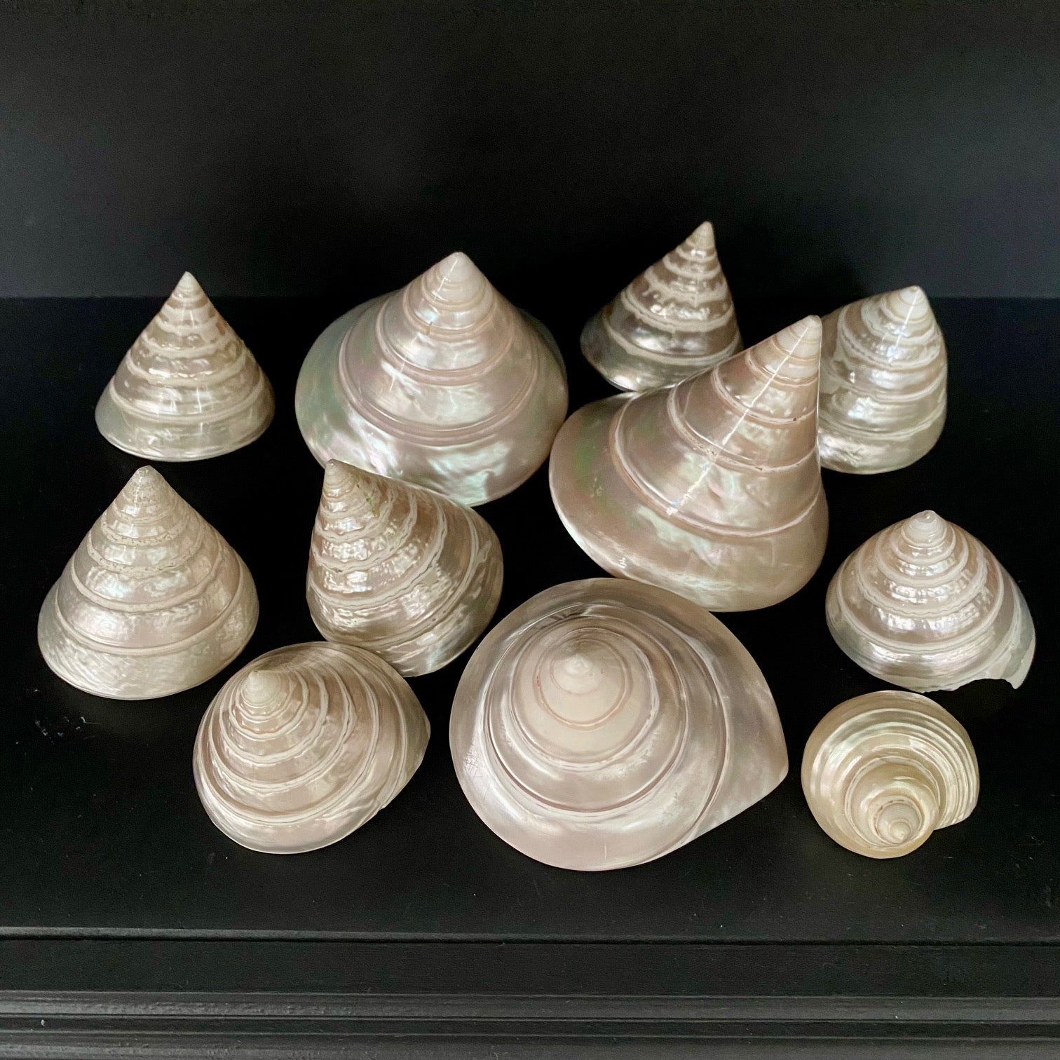 Collection of Mother of Pearl Shells V68