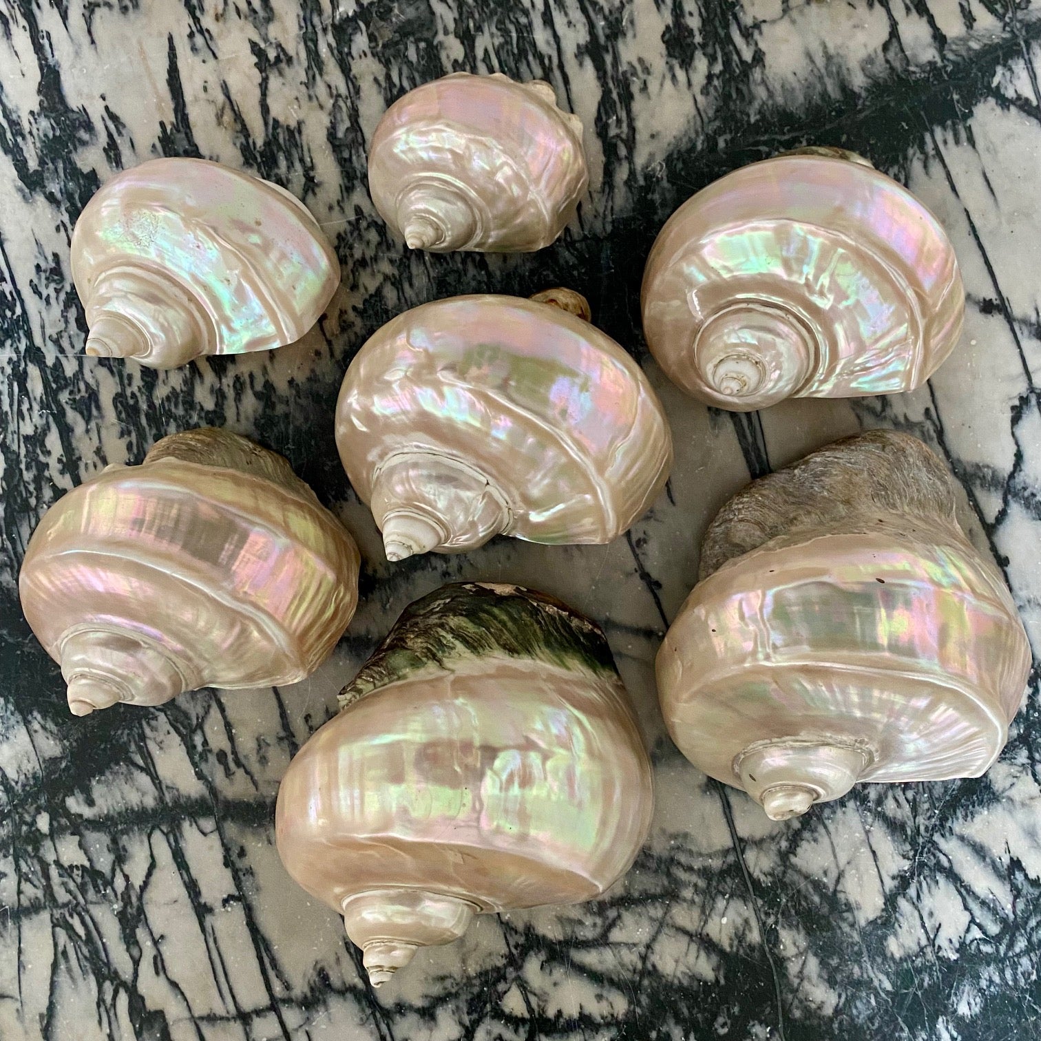 Collection of Mother of Pearl Shells V68