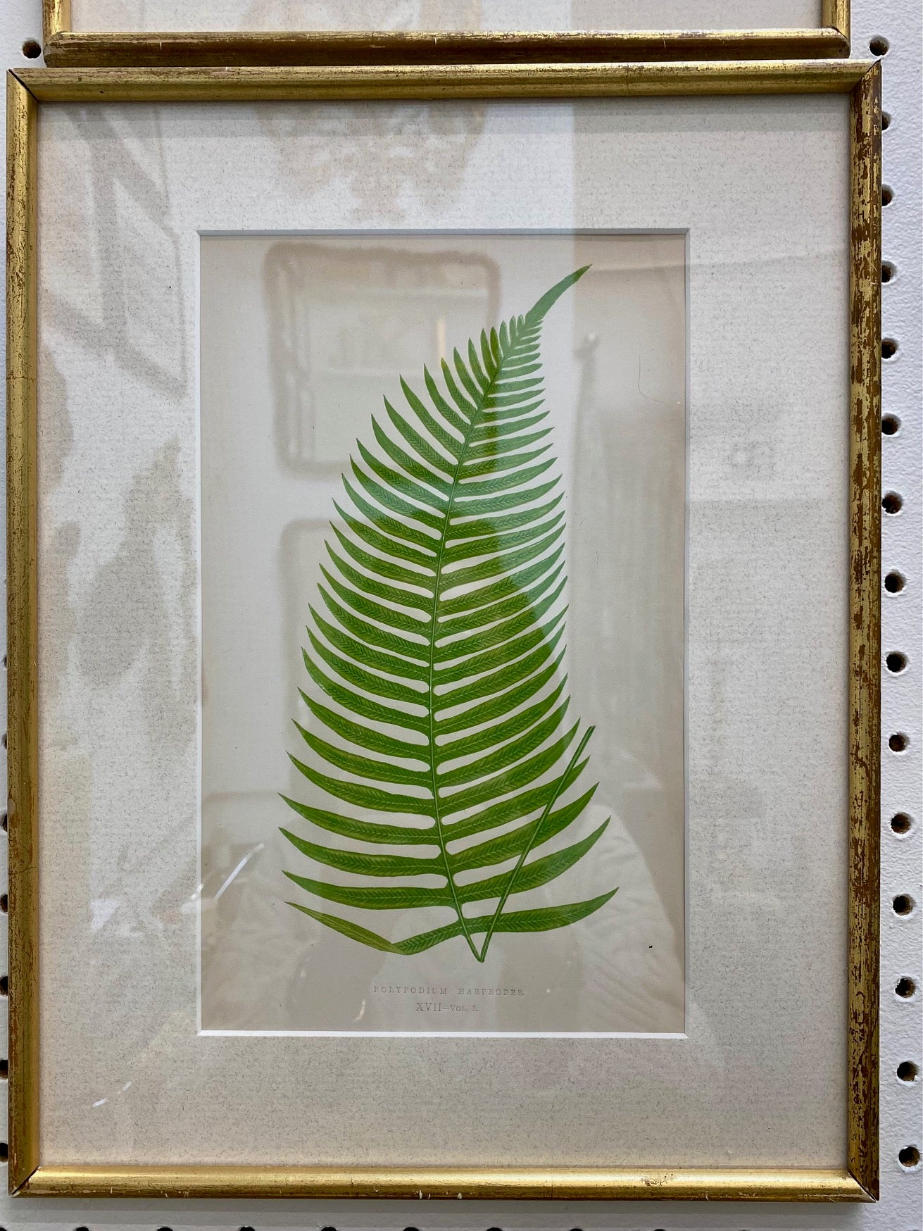 Set 16 Antique Fern Prints