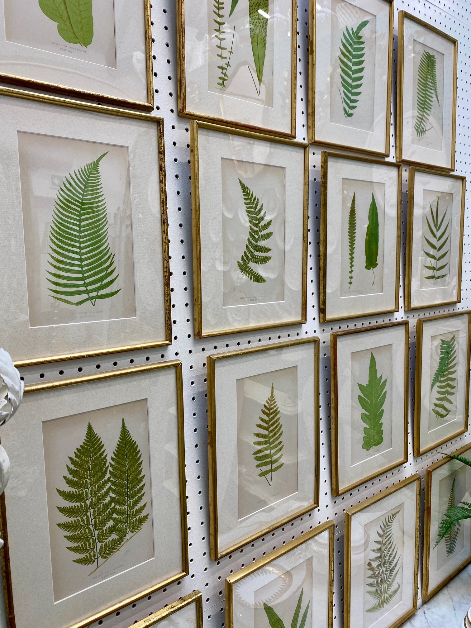 Set 16 Antique Fern Prints
