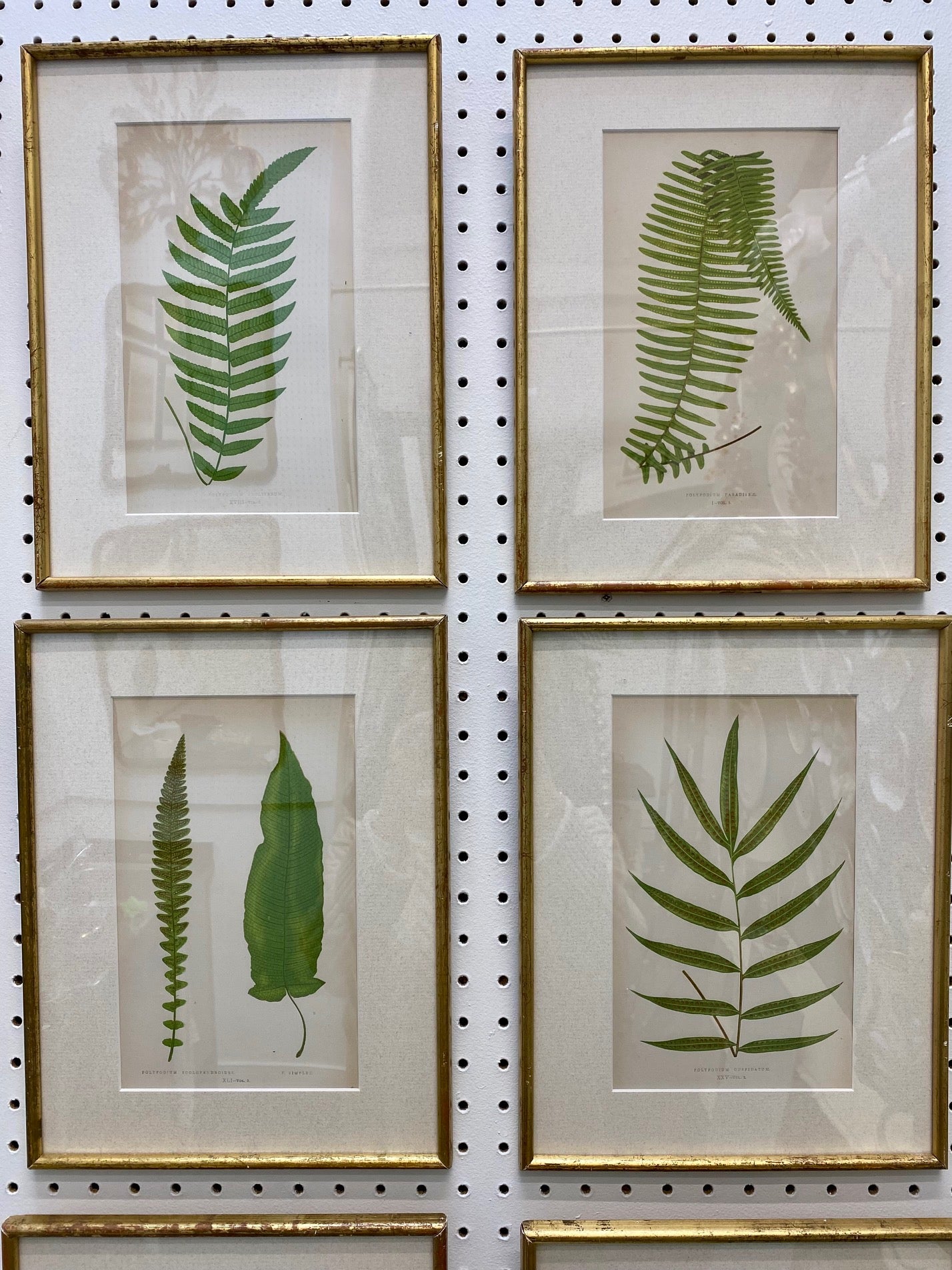 Set 16 Antique Fern Prints