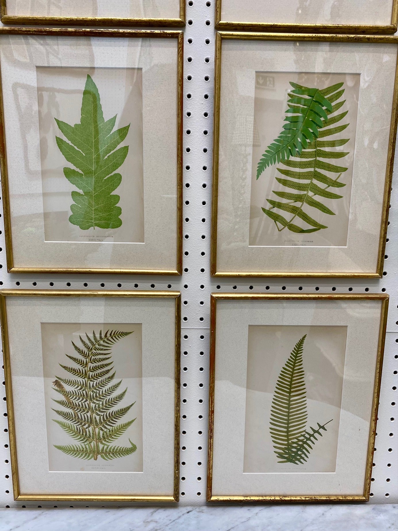 Set 16 Antique Fern Prints