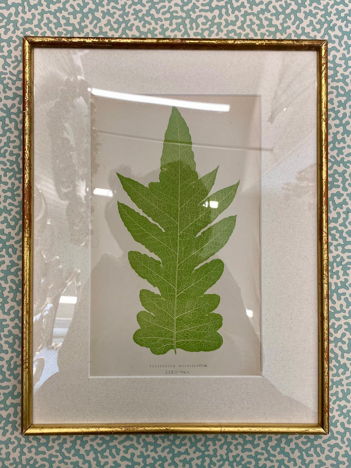 Set 16 Antique Fern Prints