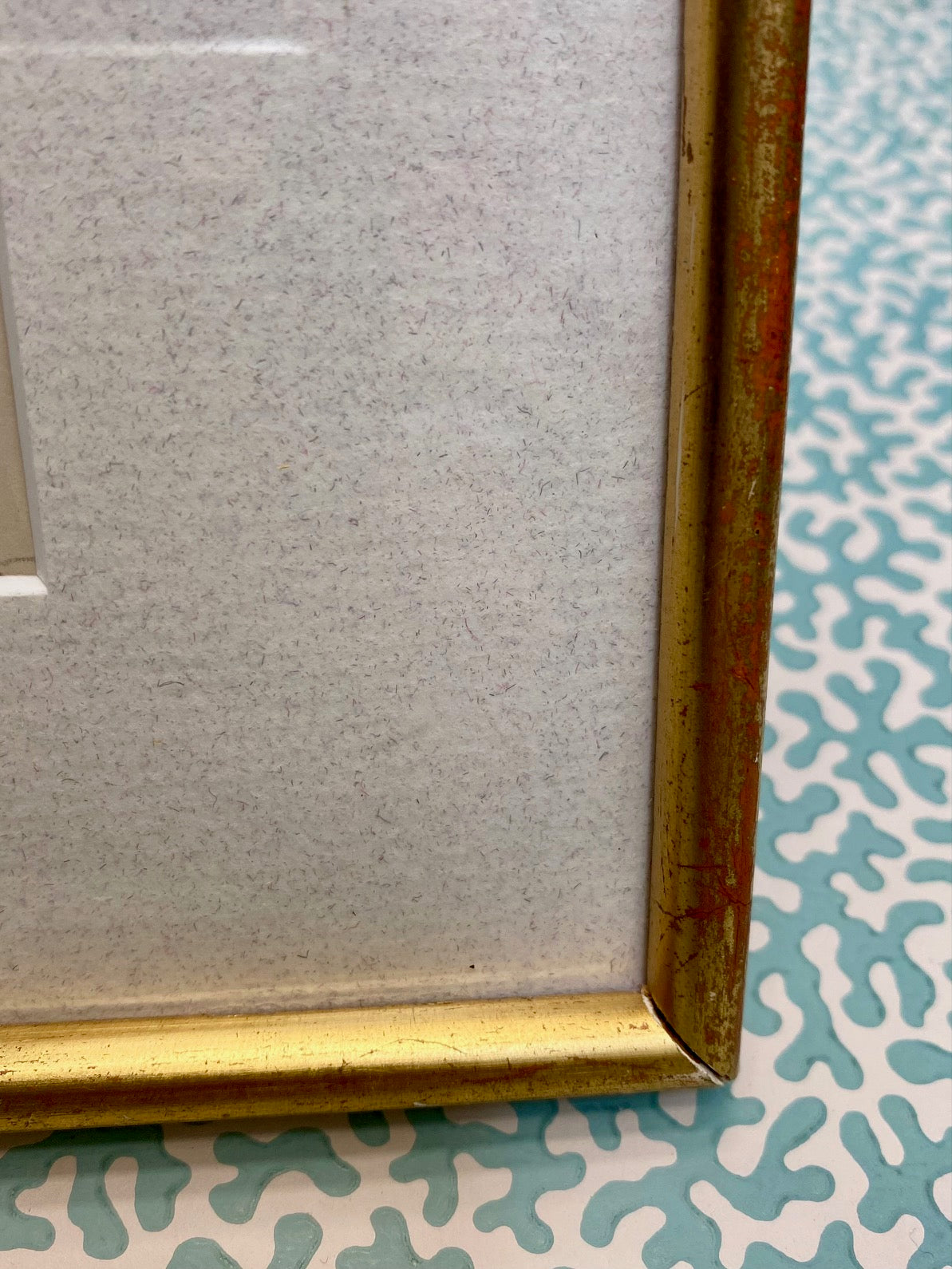 Set 16 Antique Fern Prints