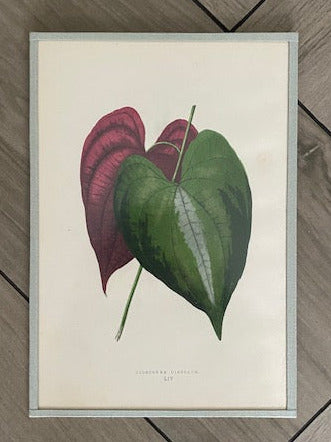 Set 6 Antique Botanical Lithographs