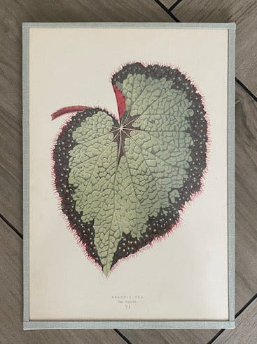 Set 6 Antique Botanical Lithographs