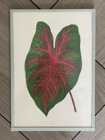 Set 6 Antique Botanical Lithographs