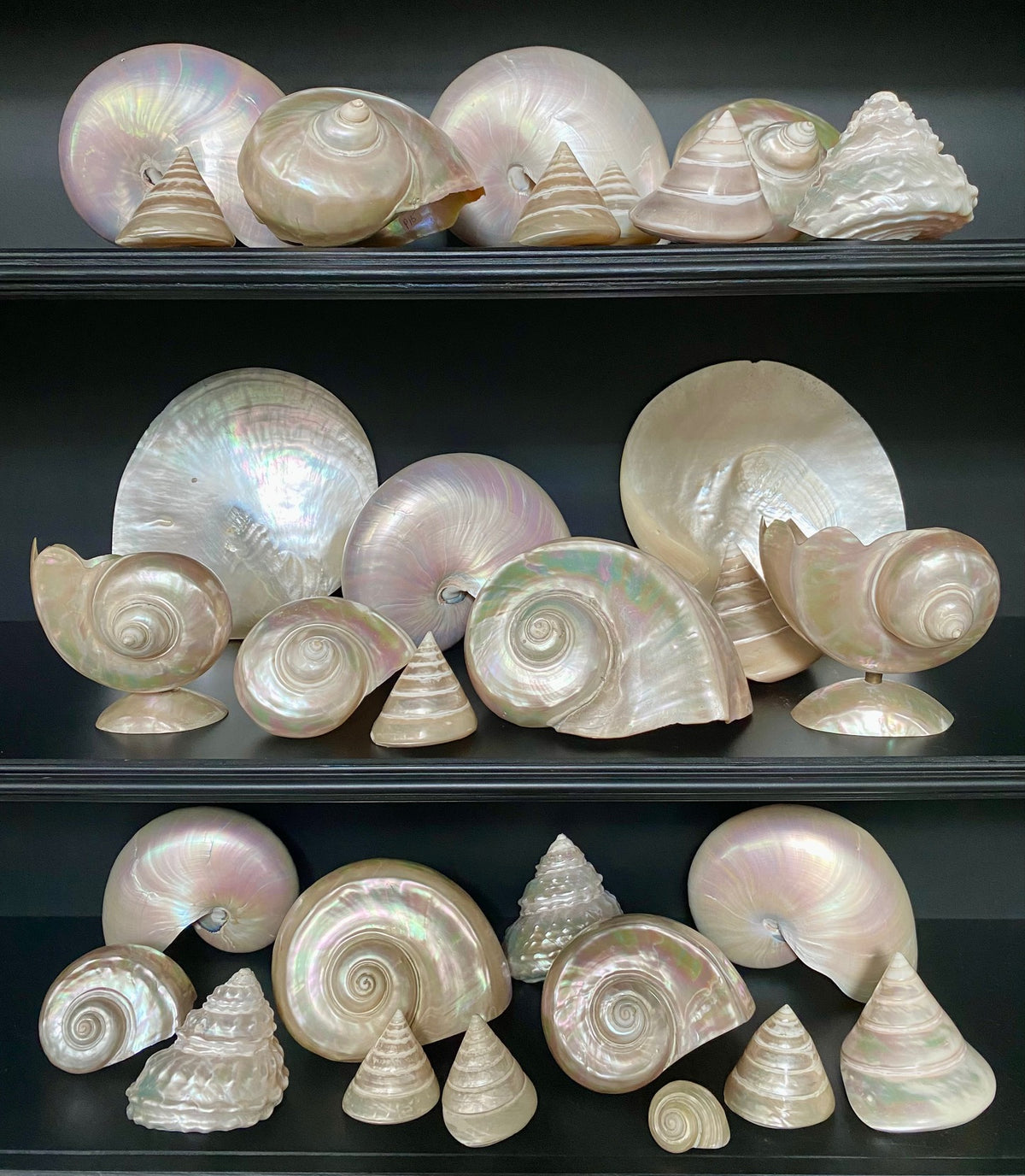 Collection of Mother of Pearl Shells  V68