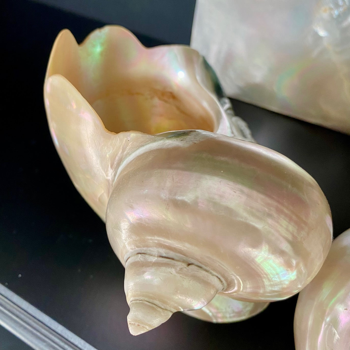 Collection of Mother of Pearl Shells  V68