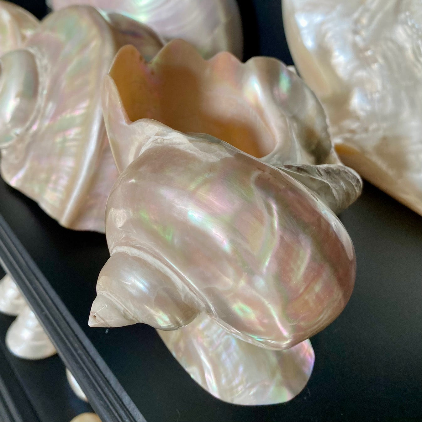 Collection of Mother of Pearl Shells  V68