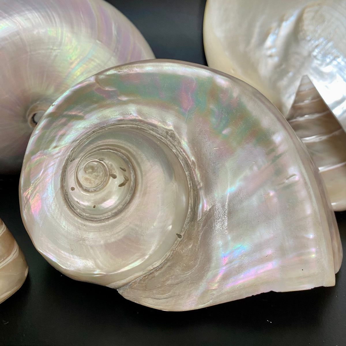 Collection of Mother of Pearl Shells  V68