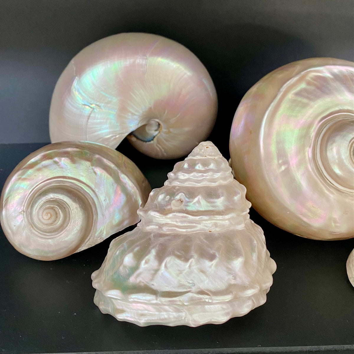 Collection of Mother of Pearl Shells  V68