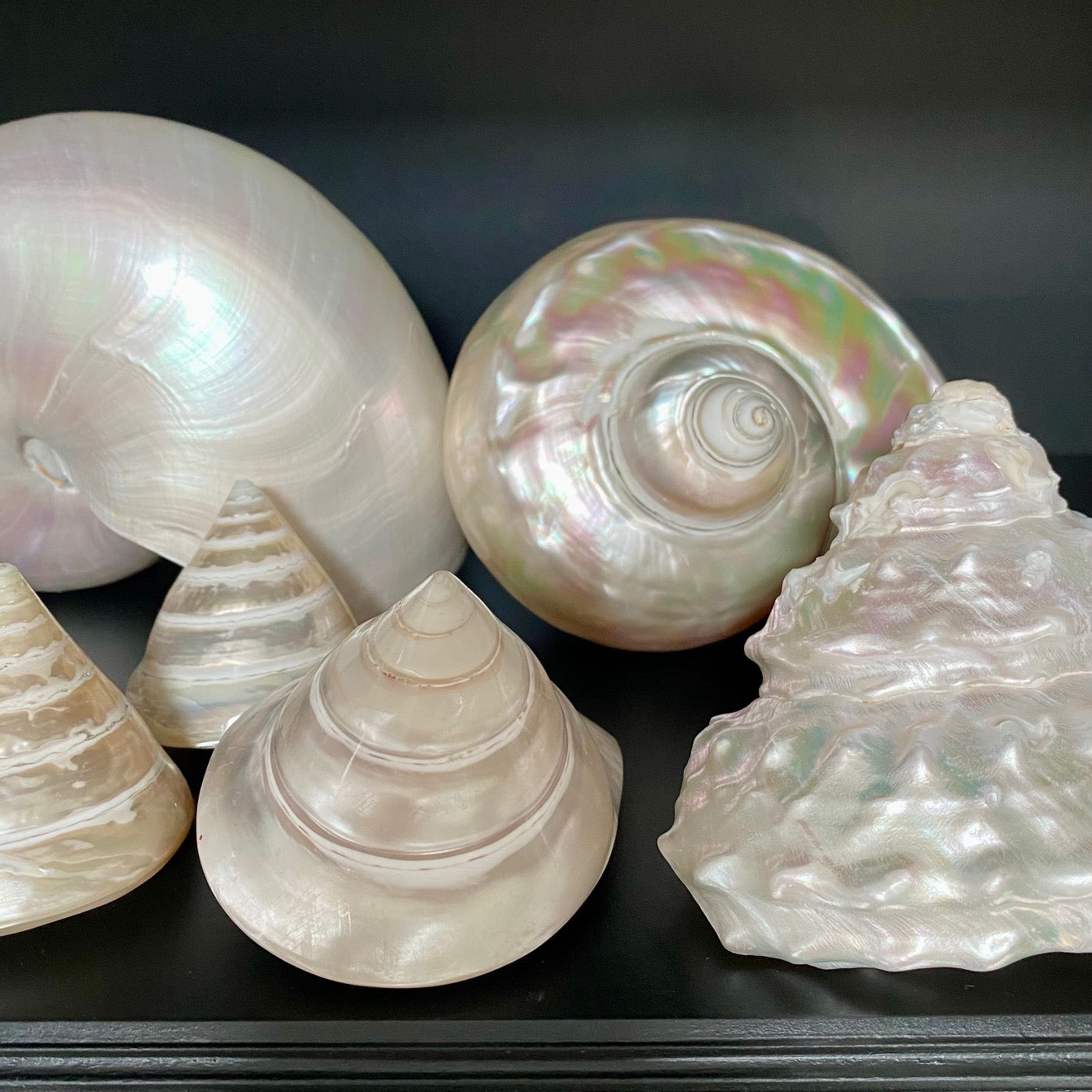 Collection of Mother of Pearl Shells  V68