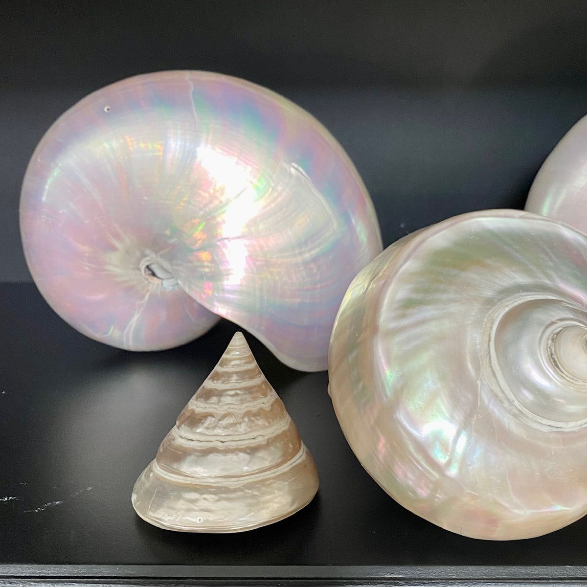 Collection of Mother of Pearl Shells  V68