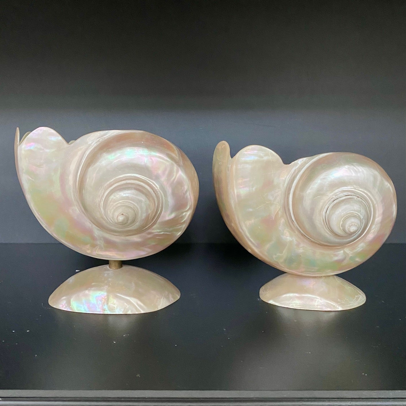 Collection of Mother of Pearl Shells  V68