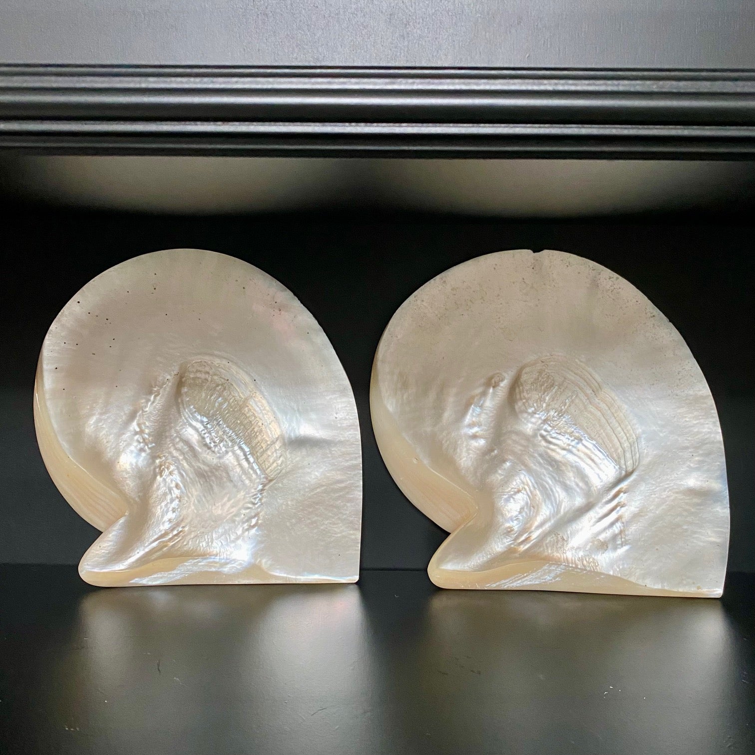 Collection of Mother of Pearl Shells  V68