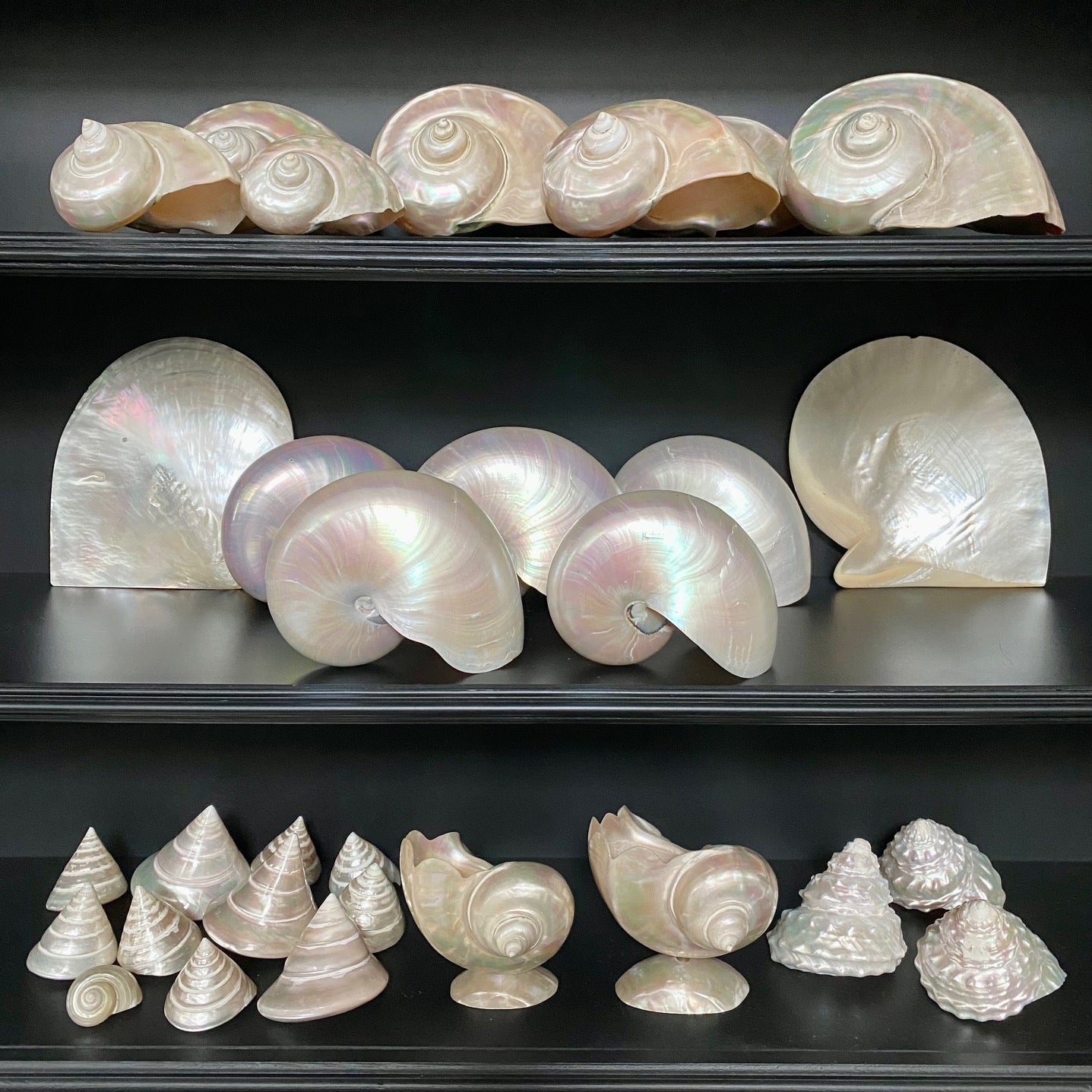 Collection of Mother of Pearl Shells  V68