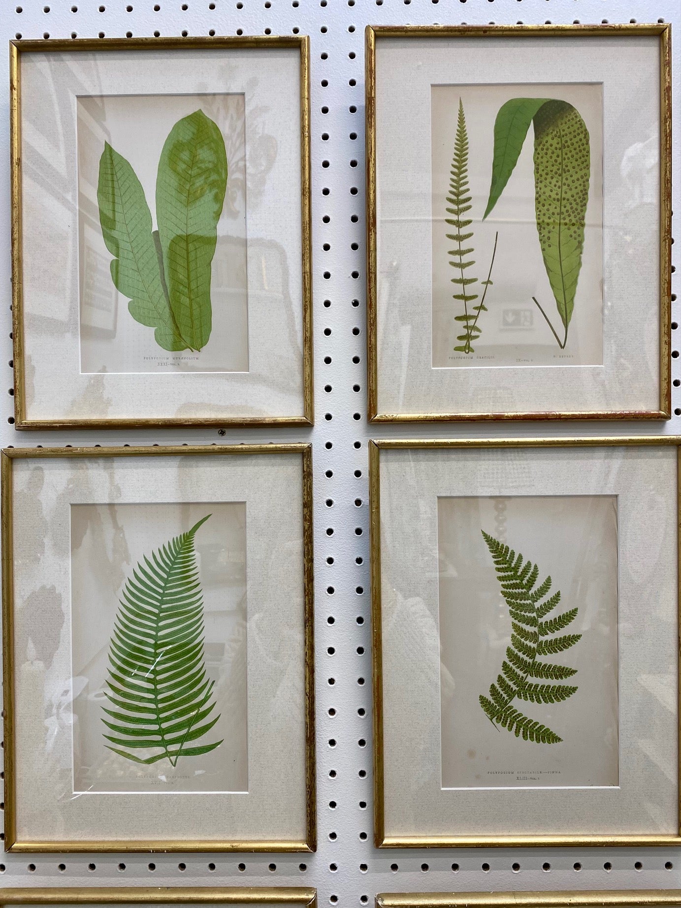 Set 16 Antique Fern Prints