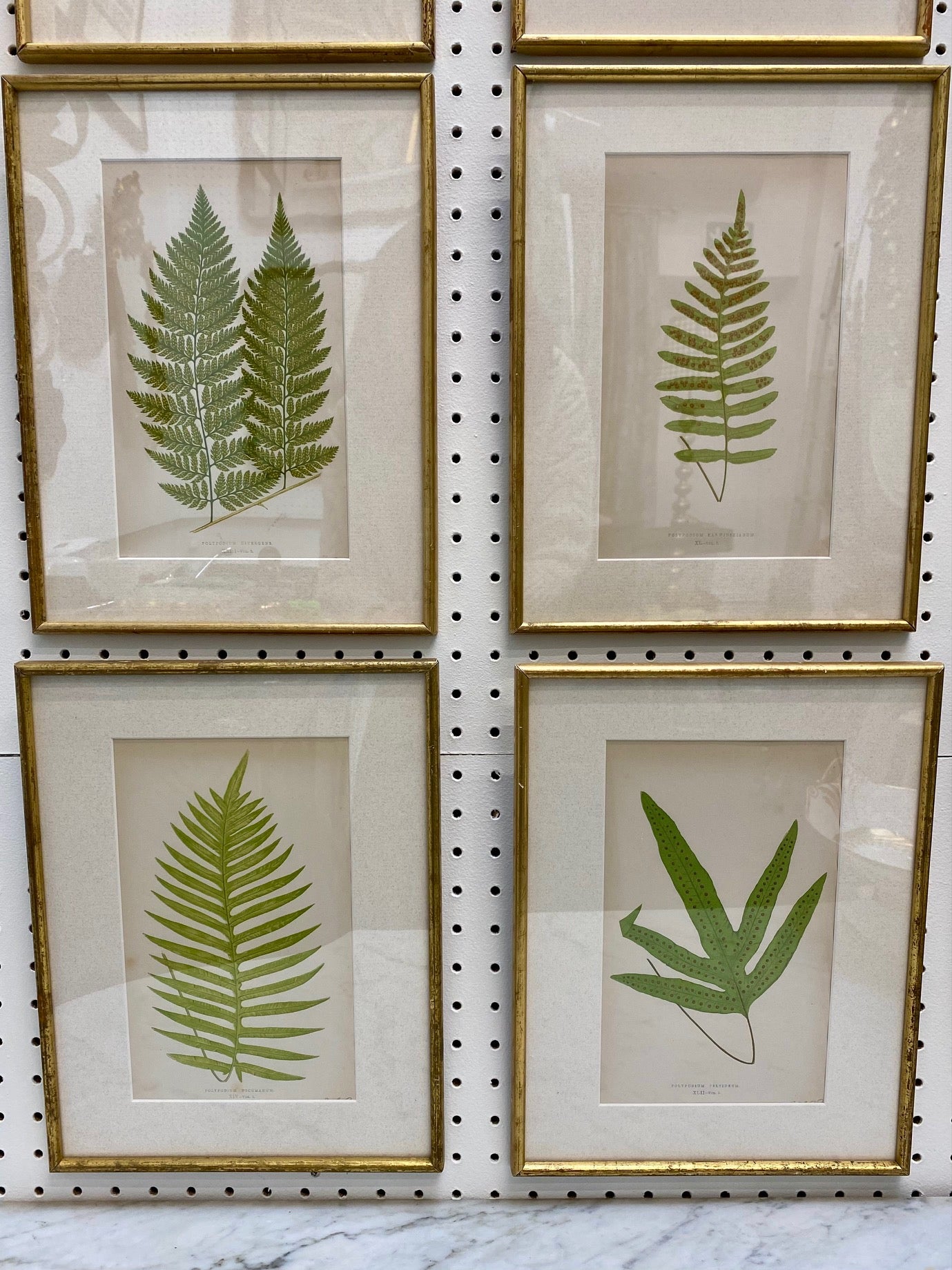 Set 16 Antique Fern Prints