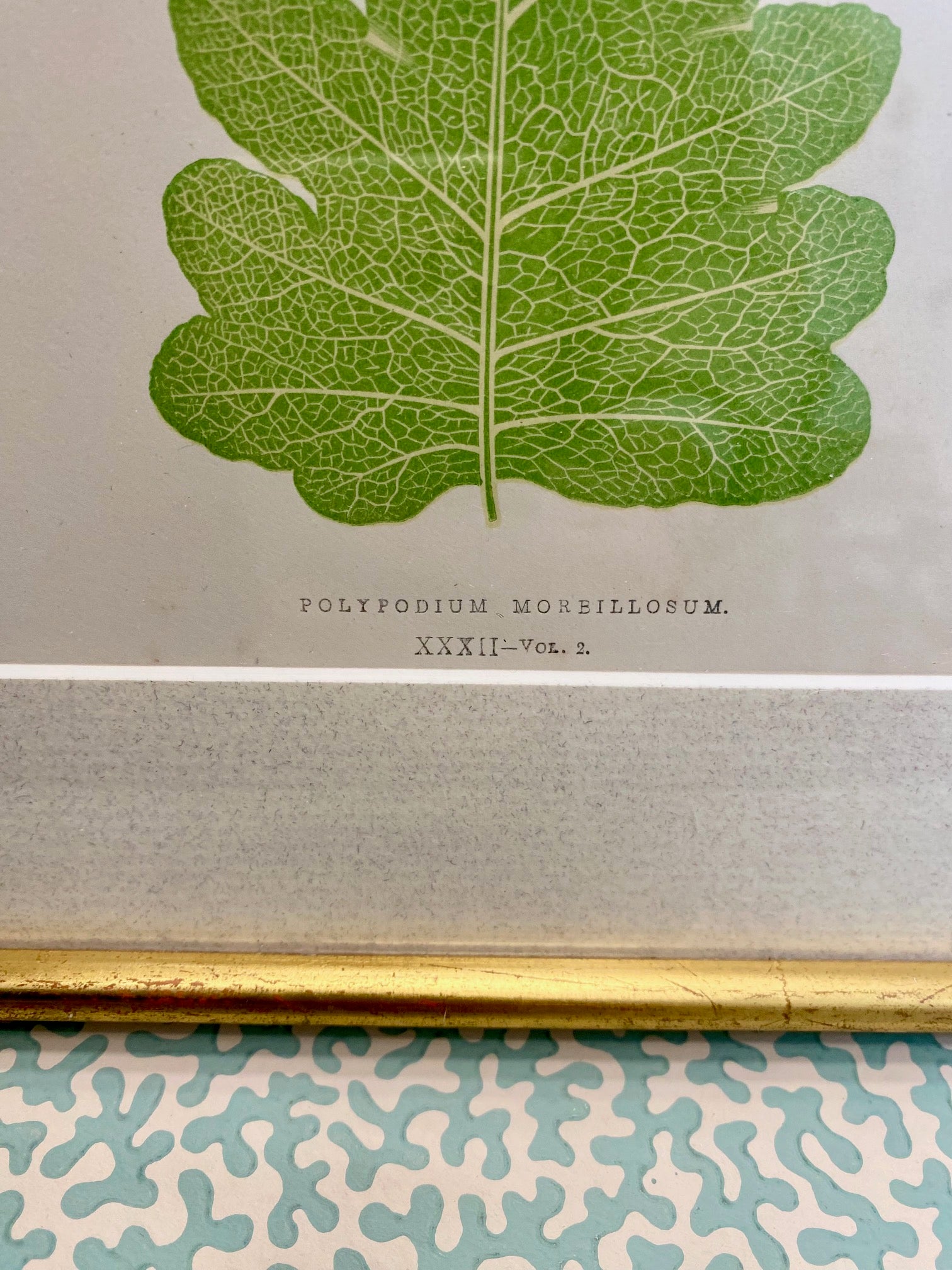 Set 16 Antique Fern Prints